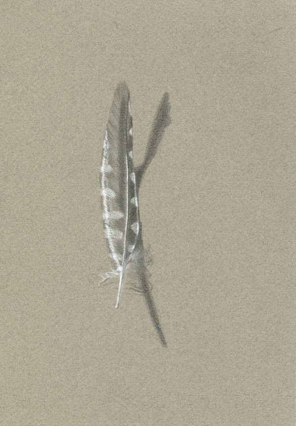 Feather Found on a Walk by Patricia Vinyard