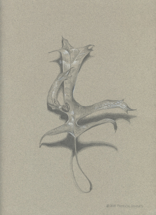 Untitled Leaf Drawing by Patricia Vinyard