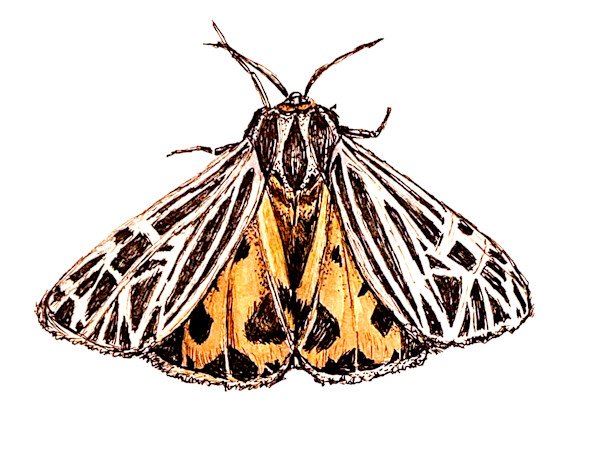 Virgin Tiger Moth by Susannah Fisher