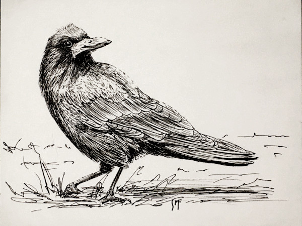 Rook by Susannah Fisher