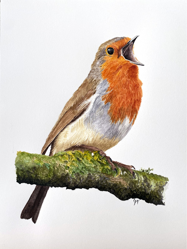Singing Robin by Susannah Fisher