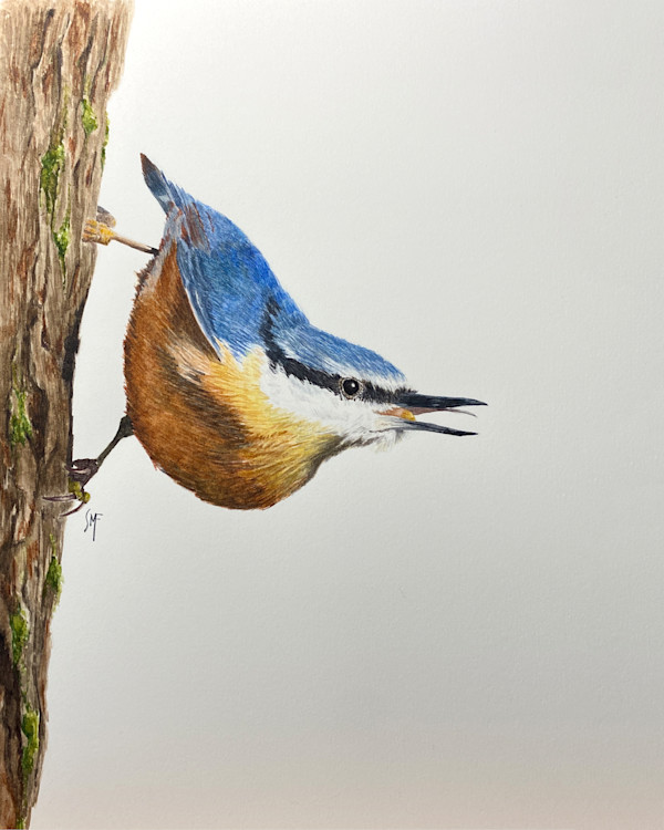 Red-breasted Nuthatch by Susannah Fisher
