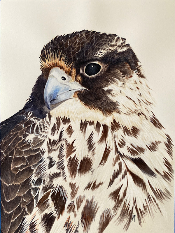 Peregrine Falcon, Juvenile by Susannah Fisher
