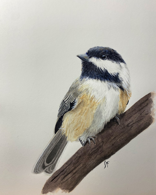 Black-capped Chickadee by Susannah Fisher