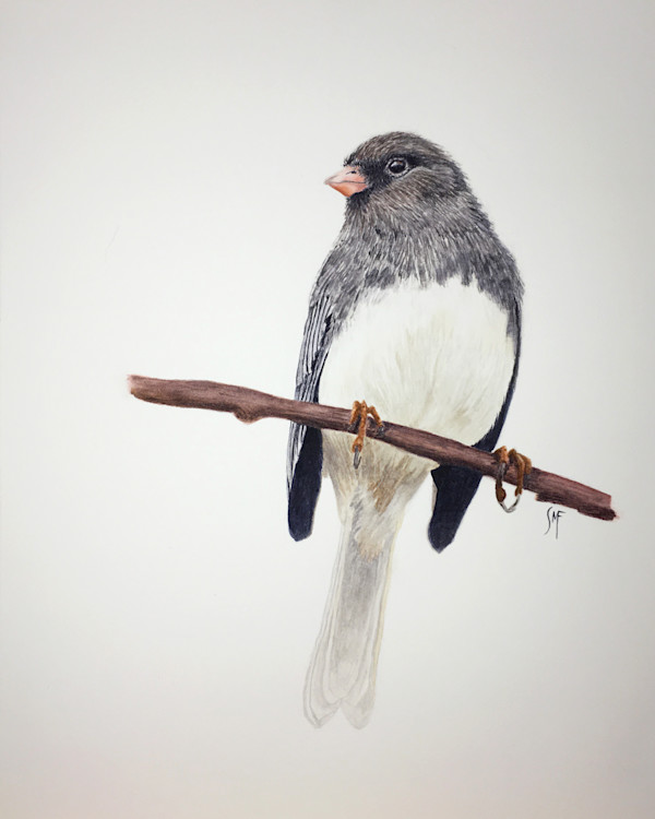 Dark-eyed Junco by Susannah Fisher