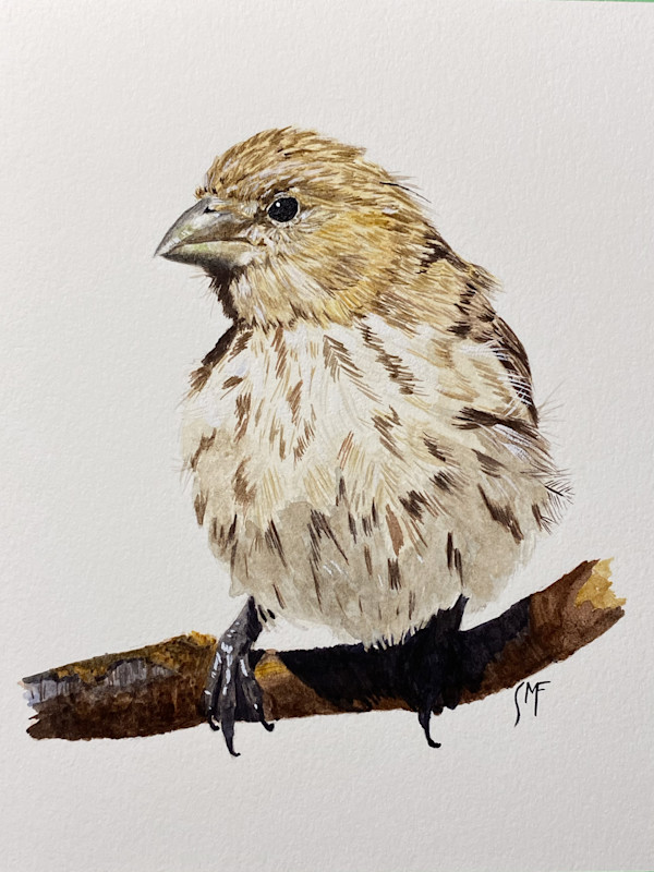 Pine Siskin by Susannah Fisher