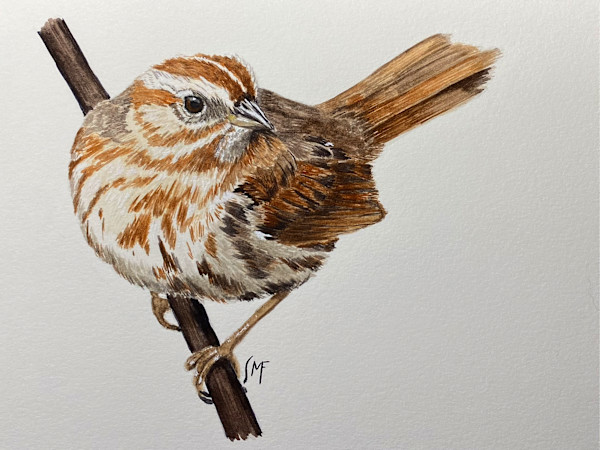 Song Sparrow by Susannah Fisher
