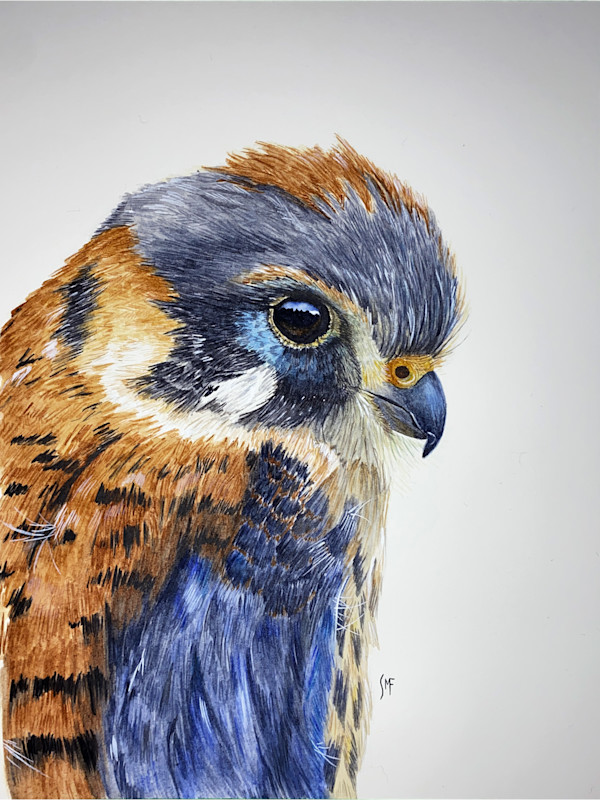 American Kestrel by Susannah Fisher