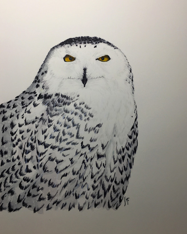 Snowy Owl by Susannah Fisher