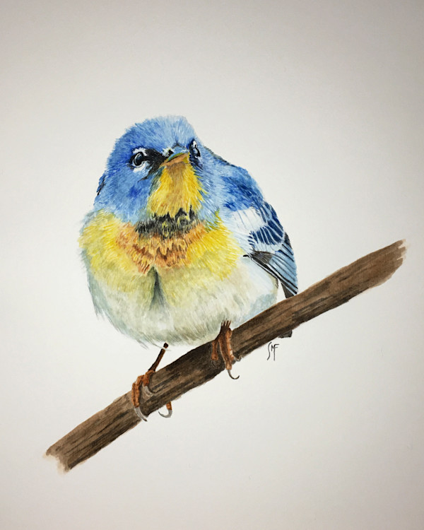 Northern Parula by Susannah Fisher