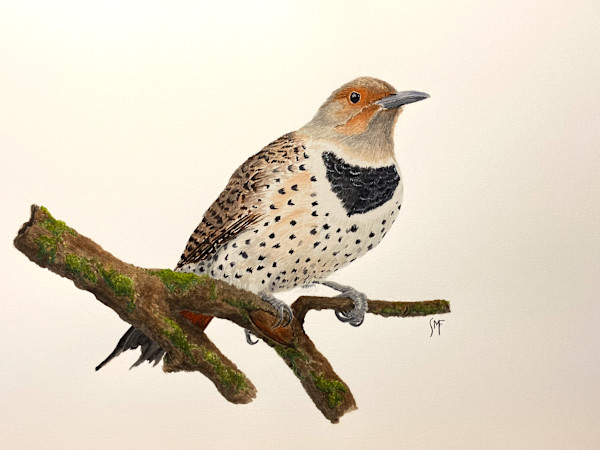 Northern Flicker by Susannah Fisher