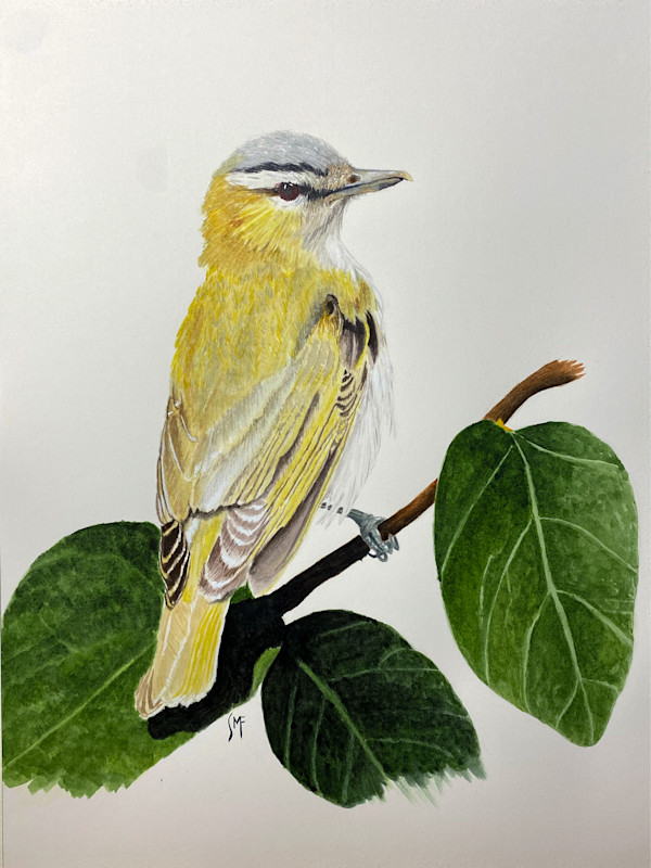 Red-eyed Vireo by Susannah Fisher