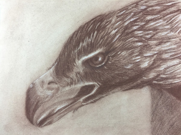 Golden Eagle by Susannah Fisher