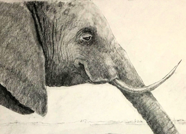 Elephant - NHI Certificate Final, University of Newcastle, Australia by Susannah Fisher