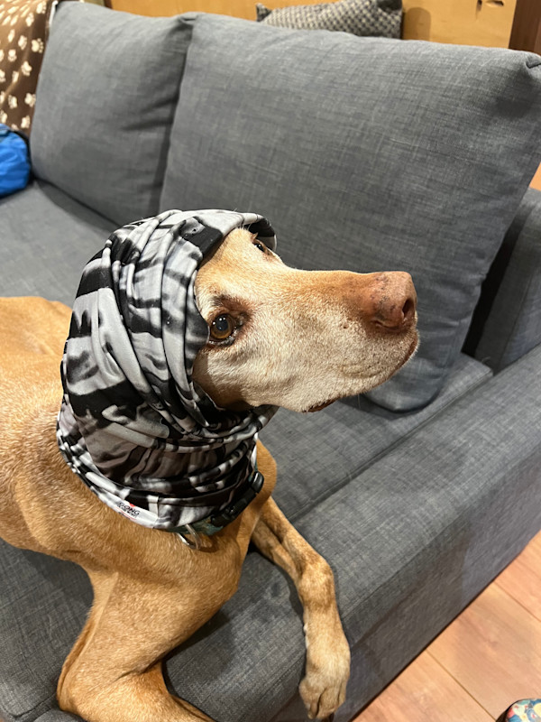 Dog Snood in black and white worn as a hood or neck scarf. by Nancy Gong