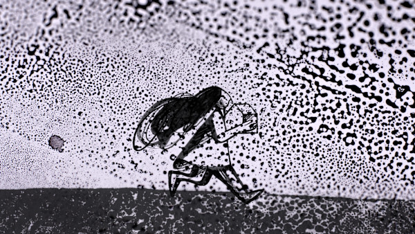 Nowhere to Go but Anywhere - Video by Tribambuka