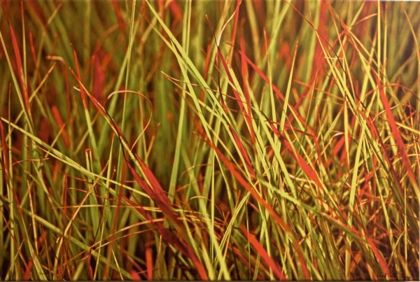 Grasses, Baton Rouge Lakes (11) by Libby Falk Jones