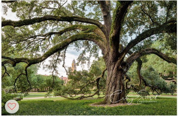(30) LSU Tree in the Quad by Cathy Smart