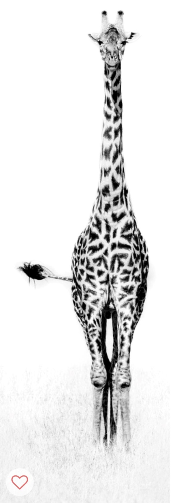 (42) Tall Giraffe by Cathy Smart