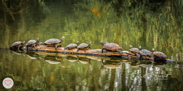 (62) Turtles on a Log by Cathy Smart