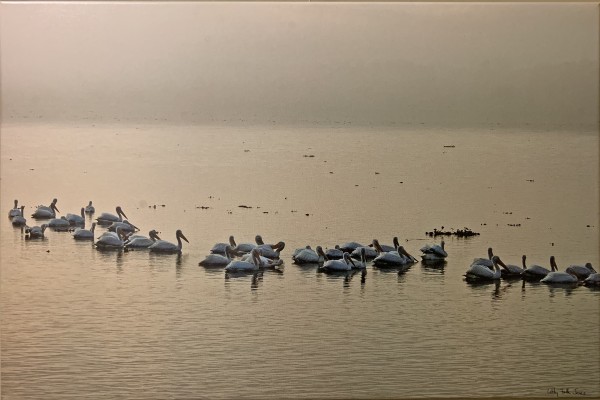 Pelicans, Baton Rouge Lakes (9) by Libby Falk Jones