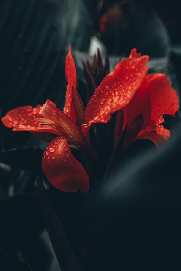 Red Drip by Antione Lacey