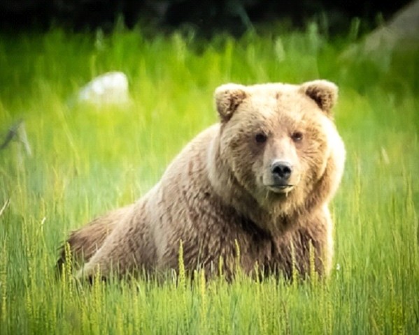 Alaska Female Brown Bear by Michelle Crefasi
