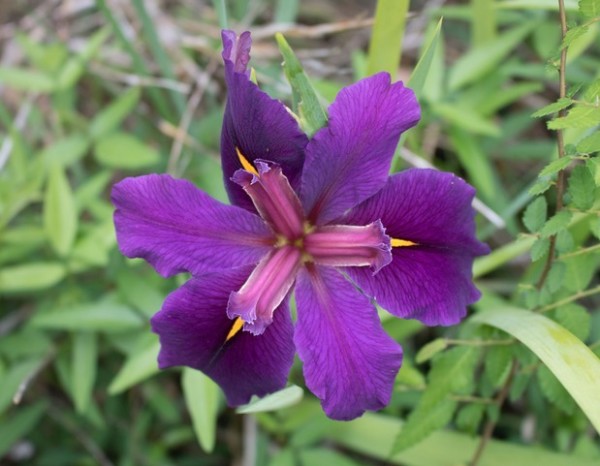 Louisiana Purple Iris by Mary Felder