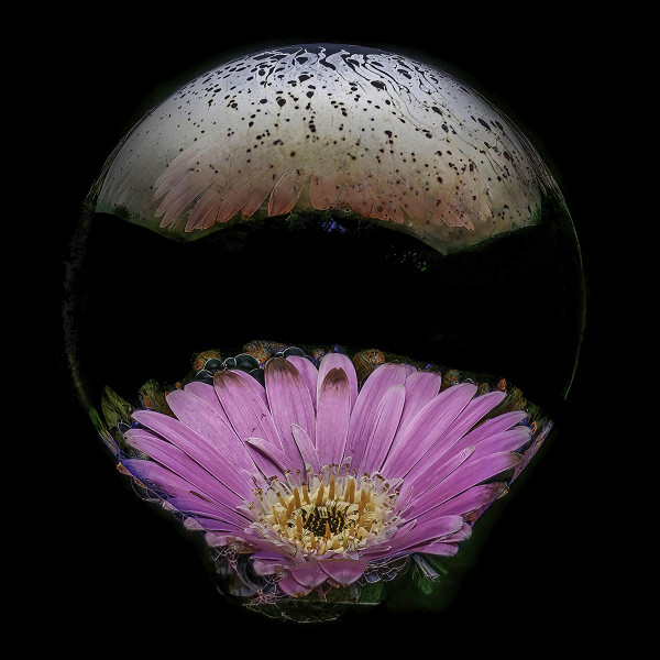 Flowering Bubble by David M. Kors