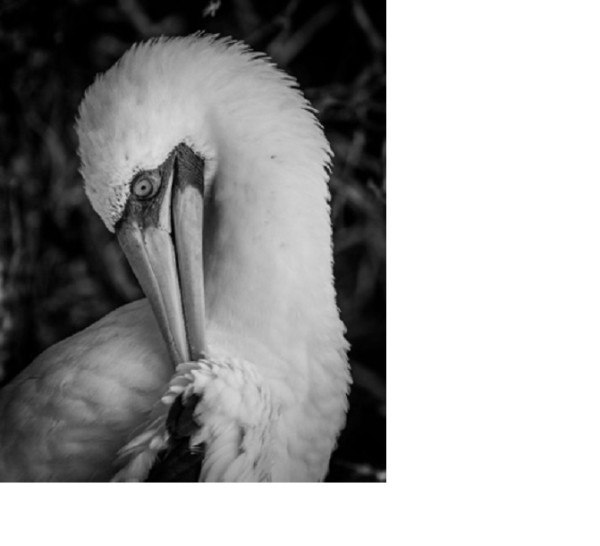 Galapagos Masked Booby by Michelle Crefasi