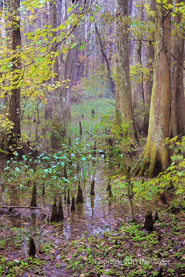 Swamp Cathedral by Paul Taylor