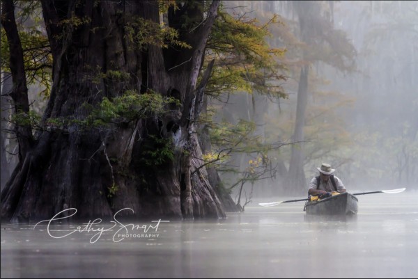 Peaceful Morning in the Bayou by Cathy Smart