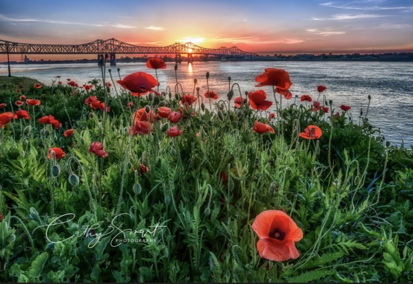 Poppies at Sunset by Cathy Smart