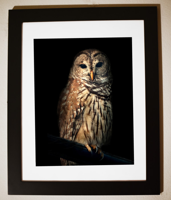 Portrait of a Barred Owl by Donna Stelly