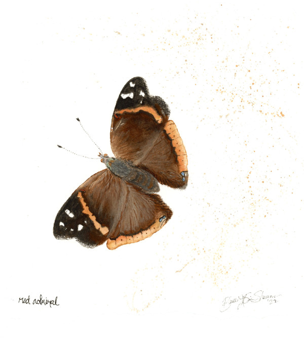Red Admiral by Bailey Simon-Sherman