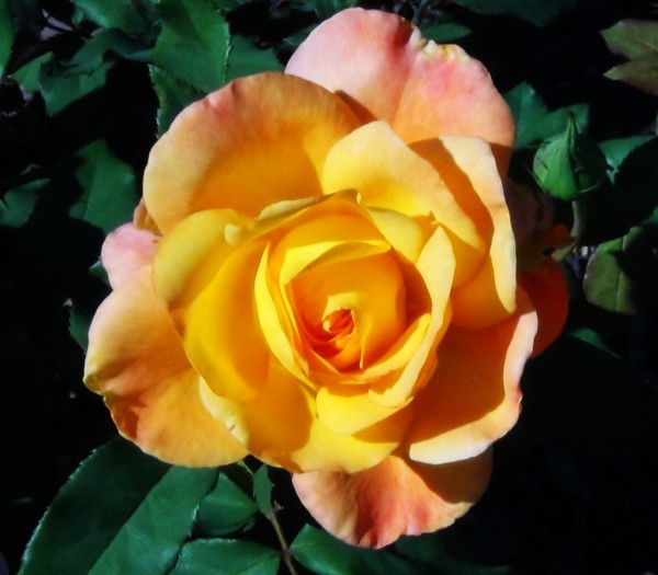 Yellow Rose by Mary Felder