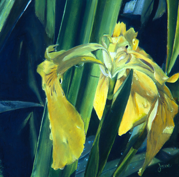 Royal Yellow Dutch Iris