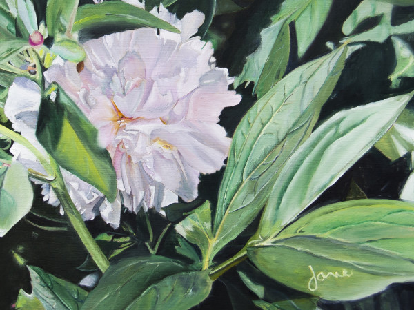 Shy Peony by Nila Jane Autry