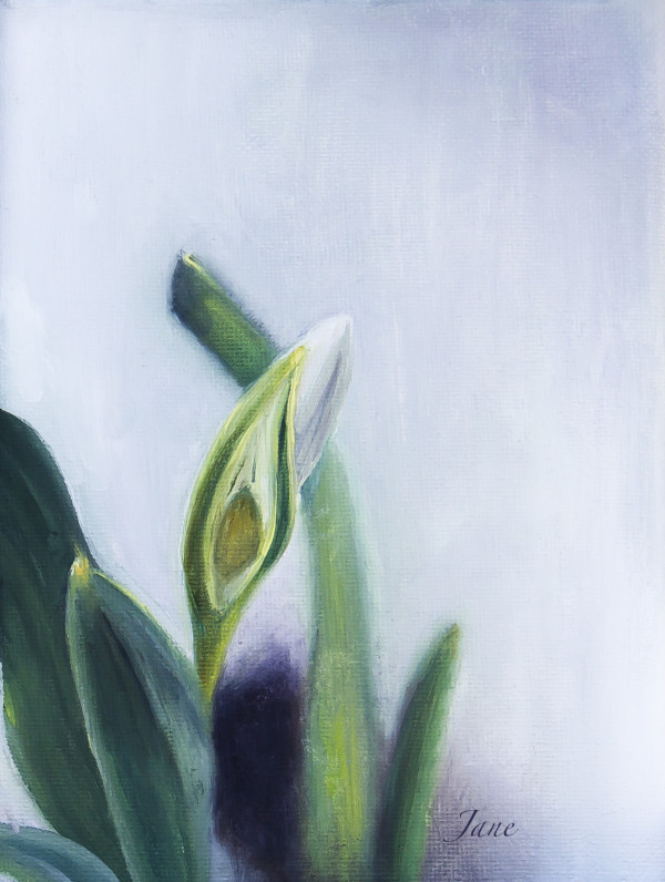 Snowdrop by Nila Jane Autry