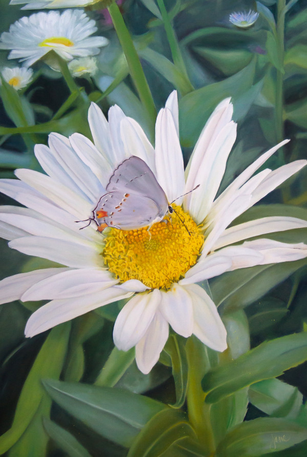 The Daisy and the Butterfly by Nila Jane Autry