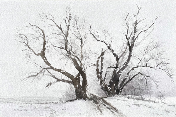 Poplars in Winter