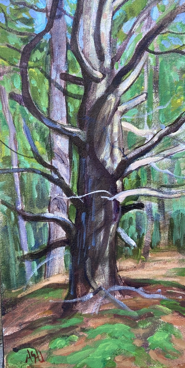Old Pine Along the Fenceline by Angela St Jean