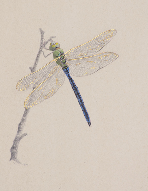 Dragonfly by Toni Watts