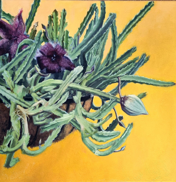 Stapelia grandiflora by Miranda Free