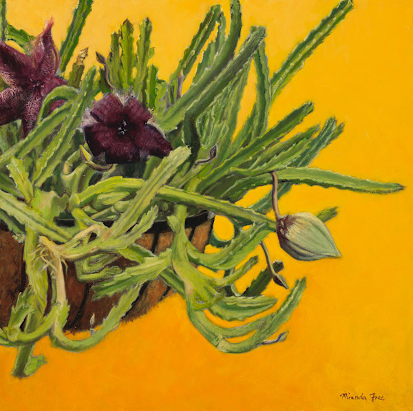 Stapelia grandiflora by Miranda Free, Image 4.