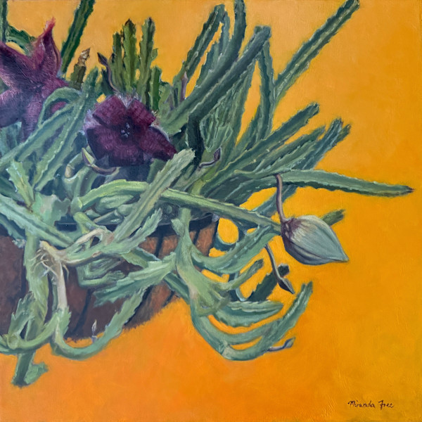 Stapelia grandiflora by Miranda Free, Image 2.