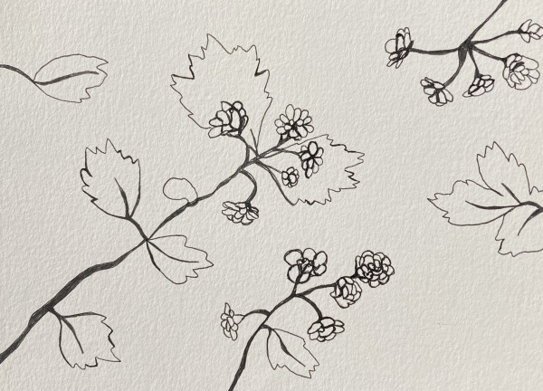 27th Ave Memoriae Botanicum #6003 (Collection #4) by A-M Petersons