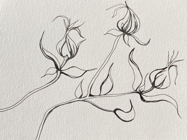 27th Ave Memoriae Botanicum #6521 by A-M Petersons