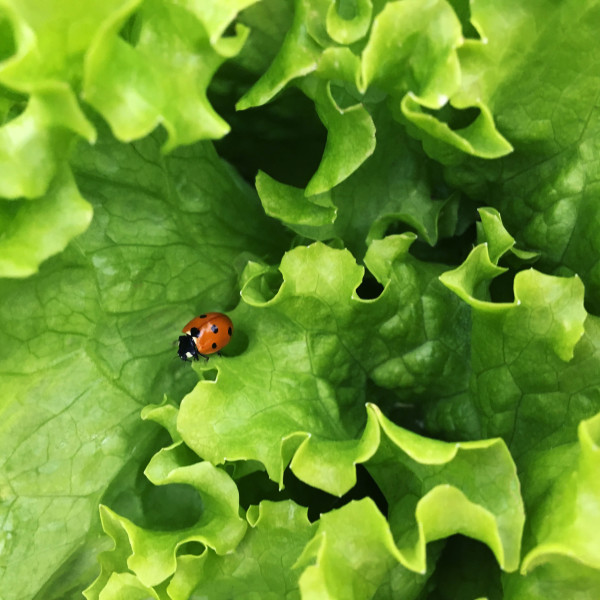 Ladybug & Lettuce by Maylee Noah
