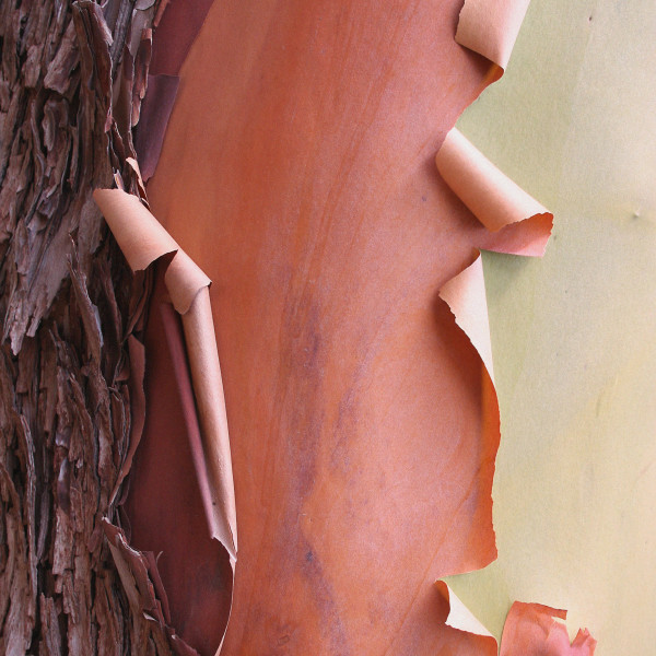 Madrone 1 by Maylee Noah